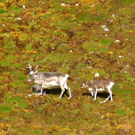 Svalbard Reindeers